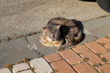 Başkent Kudüs sokaklarında başıboş ve başıboş kediler. 