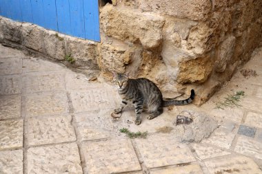 Başkent Kudüs sokaklarında başıboş ve başıboş kediler. 