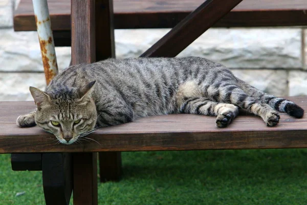 イスラエルの首都エルサレムの路上で野良猫と野良猫 — ストック写真