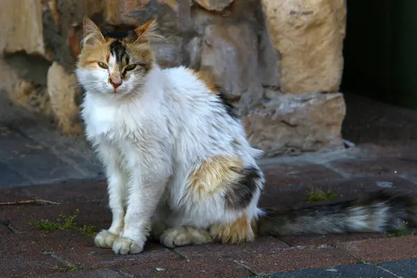 Streunende Und Streunende Katzen Auf Den Straßen Von Jerusalem Der — Stockfoto