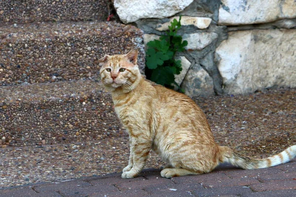 Gatos Vadios Vadios Nas Ruas Jerusalém Capital Israel — Fotografia de Stock