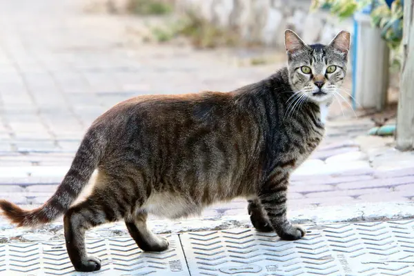 Bezpańskie Koty Ulicach Jerozolimy Stolicy Izraela — Zdjęcie stockowe
