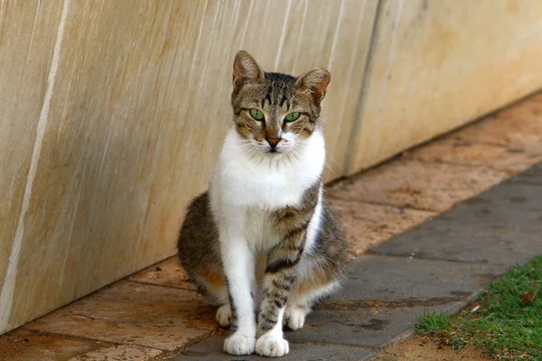 stray and stray cats on the streets of Jerusalem, the capital of Israel