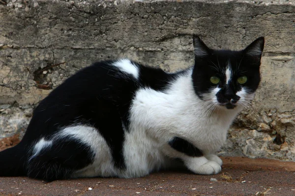 Kucing Liar Dan Liar Jalan Jalan Yerusalem Ibukota Israel — Stok Foto