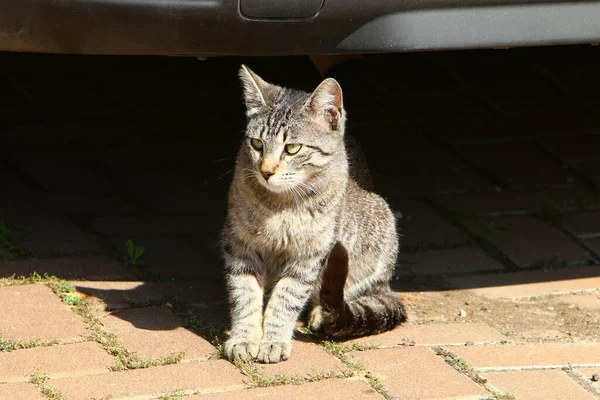 Streunende Und Streunende Katzen Auf Den Straßen Von Jerusalem Der — Stockfoto