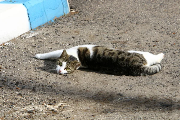 Gatti Randagi Smarriti Strade Gerusalemme Capitale Israele — Foto Stock