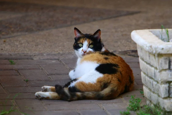 Streunende Und Streunende Katzen Auf Den Straßen Von Jerusalem Der — Stockfoto