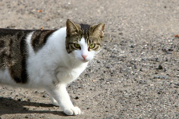 Бродячие Бродячие Кошки Улицах Иерусалима Столицы Израиля — стоковое фото