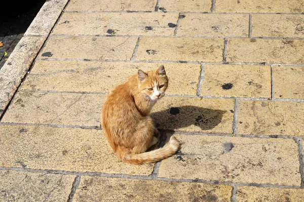 Streunende Und Streunende Katzen Auf Den Straßen Von Jerusalem Der — Stockfoto