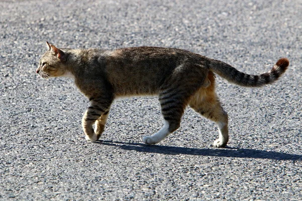 在以色列首都耶路撒冷街头流浪和流浪的猫 — 图库照片