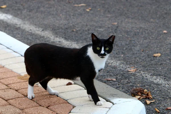 Streunende Und Streunende Katzen Auf Den Straßen Von Jerusalem Der — Stockfoto