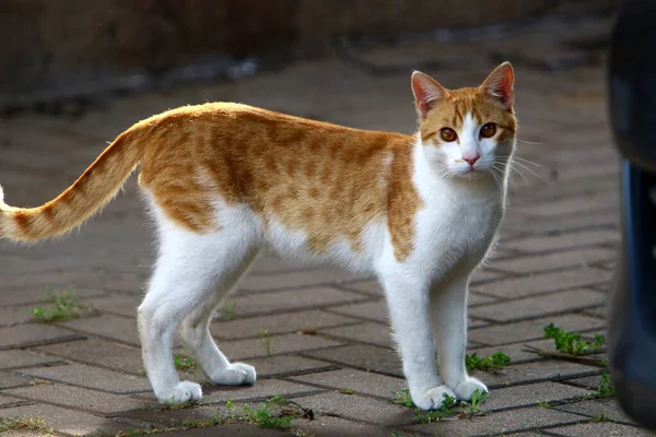 Zwerfkatten Zwerfkatten Straten Van Jeruzalem Hoofdstad Van Israël — Stockfoto