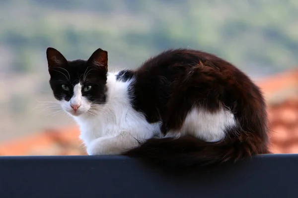 Streunende Und Streunende Katzen Auf Den Straßen Von Jerusalem Der — Stockfoto