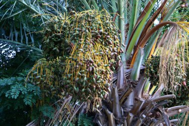 İsrail 'in kuzeyindeki bir şehir parkında hurmalardan oluşan büyük bir hasat olgunlaşıyor. 
