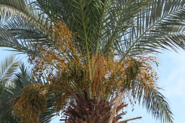 İsrail 'in kuzeyindeki bir şehir parkında hurmalardan oluşan büyük bir hasat olgunlaşıyor. 