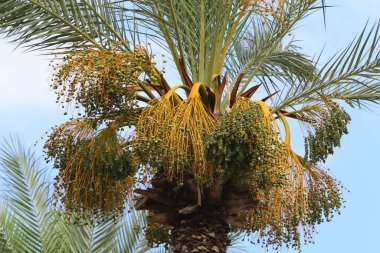 İsrail 'in kuzeyindeki bir şehir parkında hurmalardan oluşan büyük bir hasat olgunlaşıyor. 