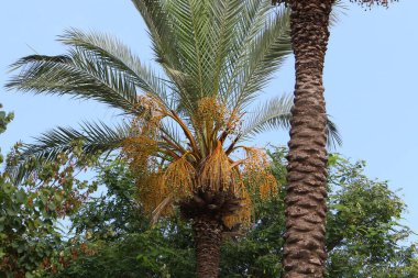 İsrail 'in kuzeyindeki bir şehir parkında hurmalardan oluşan büyük bir hasat olgunlaşıyor. 