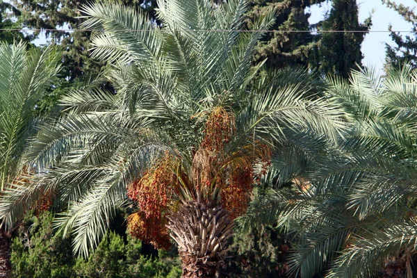 Eine Große Dattelernte Reift Auf Dattelpalmen Einem Stadtpark Norden Israels — Stockfoto