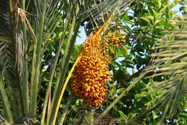 Una Gran Cosecha Dátiles Madura Palmeras Datileras Parque Urbano Norte — Foto de Stock