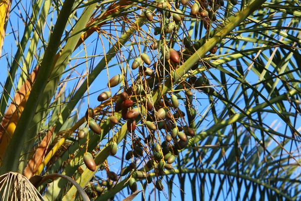 a large harvest of dates ripens on date palms in a city park in northern Israel