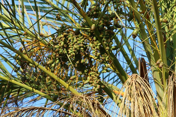 Une Grande Récolte Dattiers Mûrit Sur Les Palmiers Dattiers Dans — Photo