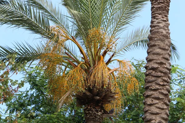 İsrail 'in kuzeyindeki bir şehir parkında hurmalardan oluşan büyük bir hasat olgunlaşıyor. 