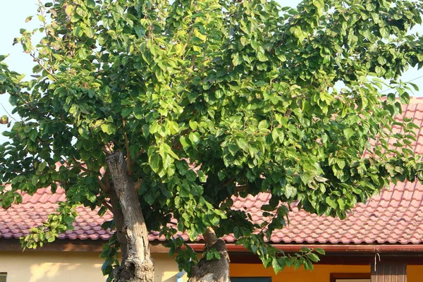 Döşeme Çatısının Bir Parçası Srail Deki Konutların Mimari Detayları — Stok fotoğraf