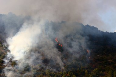 İsrail ile Lübnan arasındaki sınırdaki dağlardaki bir ormanda şiddetli bir yangın. Ağaçlar ve kuru otlar yanıyor.. 