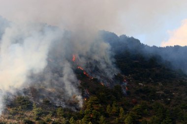 İsrail ile Lübnan arasındaki sınırdaki dağlardaki bir ormanda şiddetli bir yangın. Ağaçlar ve kuru otlar yanıyor.. 