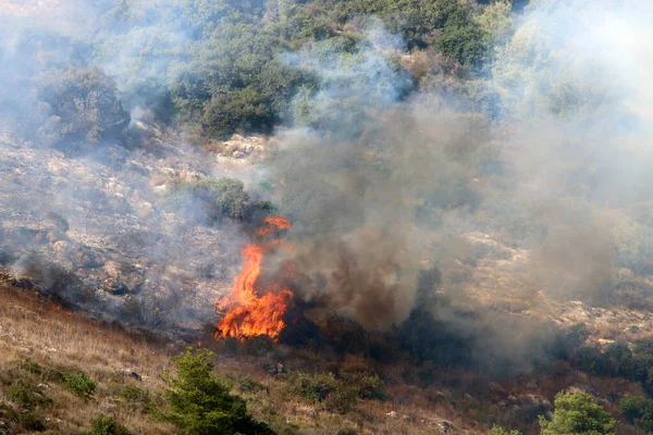 이스라엘과 레바논의 삼림에서 일어난 불길이었습니다 나무와 — 스톡 사진