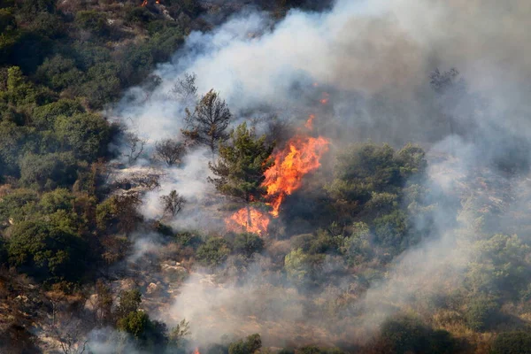 A violent fire in a forest in the mountains on the border between Israel and Lebanon. Trees and dry grass are burning.