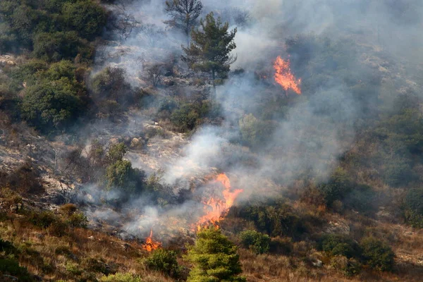 A violent fire in a forest in the mountains on the border between Israel and Lebanon. Trees and dry grass are burning.
