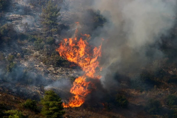이스라엘과 레바논의 삼림에서 일어난 불길이었습니다 나무와 — 스톡 사진