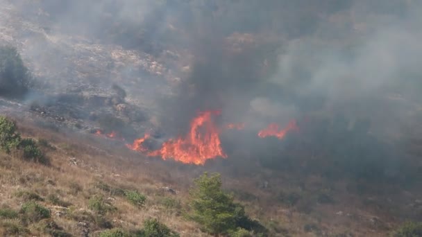 イスラエルとレバノンの国境の山の中の森の中での激しい火災 木や乾いた草が燃えている — ストック動画