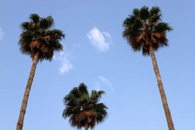 Kuzey İsrail 'deki Akdeniz üzerinde mavi bir gökyüzü üzerinde yağmur bulutları 