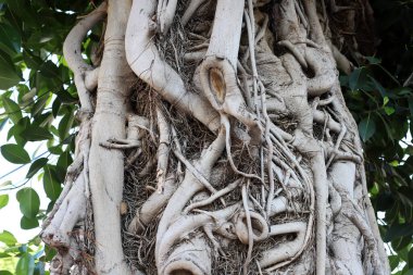 İsrail 'de bir şehir parkında ağaç gövdesi ve ağaç kabuğu. Soyut arkaplan 