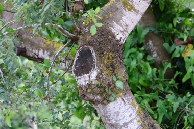 İsrail 'de bir şehir parkında ağaç gövdesi ve ağaç kabuğu. Soyut arkaplan 