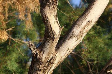 İsrail 'de bir şehir parkında ağaç gövdesi ve ağaç kabuğu. Soyut arkaplan 
