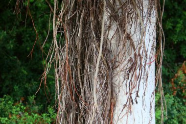 İsrail 'de bir şehir parkında ağaç gövdesi ve ağaç kabuğu. Soyut arkaplan 