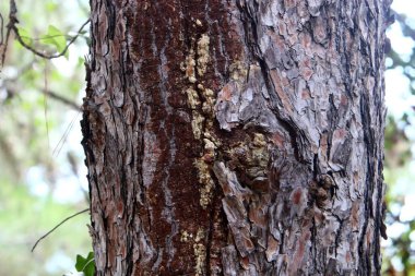 İsrail 'de bir şehir parkında ağaç gövdesi ve ağaç kabuğu. Soyut arkaplan 