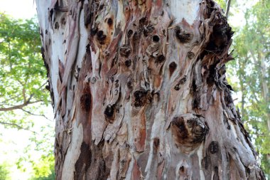 İsrail 'de bir şehir parkında ağaç gövdesi ve ağaç kabuğu. Soyut arkaplan 