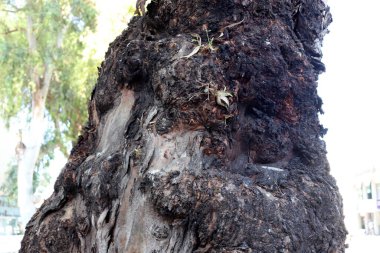 İsrail 'de bir şehir parkında ağaç gövdesi ve ağaç kabuğu. Soyut arkaplan 