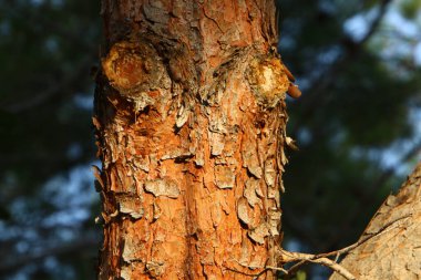 İsrail 'de bir şehir parkında ağaç gövdesi ve ağaç kabuğu. Soyut arkaplan 