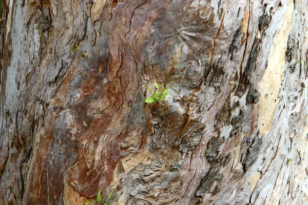 Texture Tree Bark Tree Trunk City Park Israel Abstract Background — Stock Photo, Image