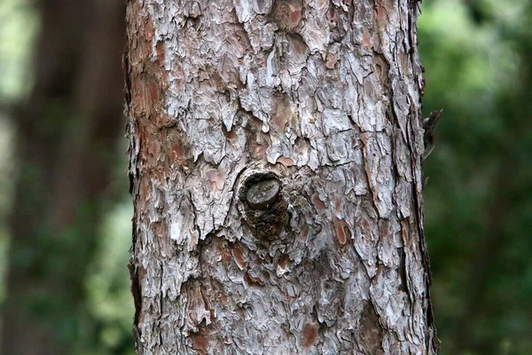 Struktur Eines Baumes Und Rinde Auf Einem Baumstamm Einem Stadtpark — Stockfoto