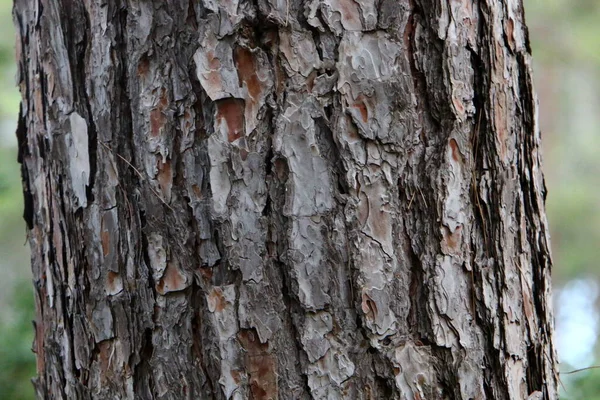 Textura Árbol Corteza Tronco Árbol Parque Ciudad Israel Fondo Abstracto — Foto de Stock