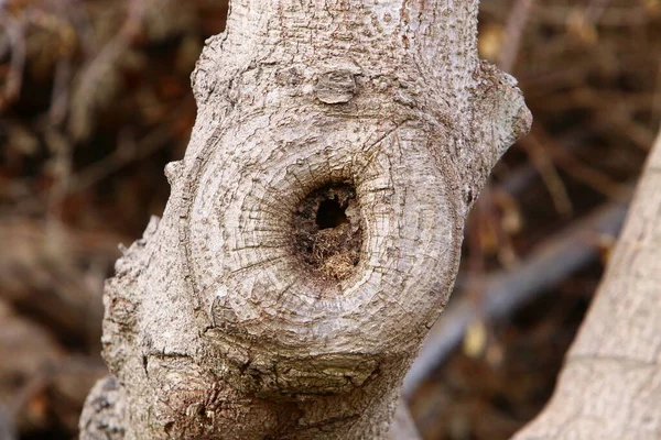 Srail Bir Şehir Parkında Ağaç Gövdesi Ağaç Kabuğu Soyut Arkaplan — Stok fotoğraf