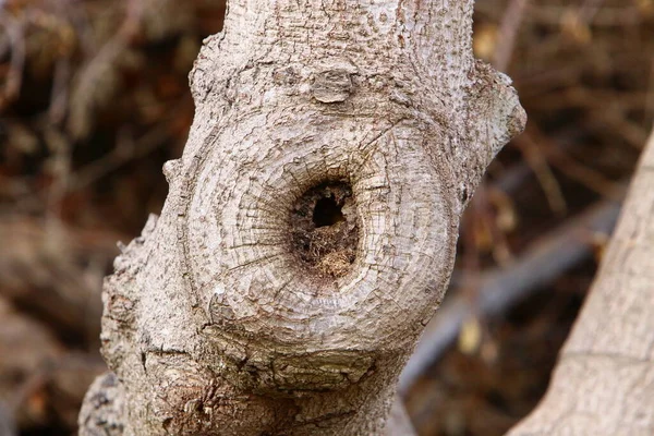 Struktur Eines Baumes Und Rinde Auf Einem Baumstamm Einem Stadtpark — Stockfoto