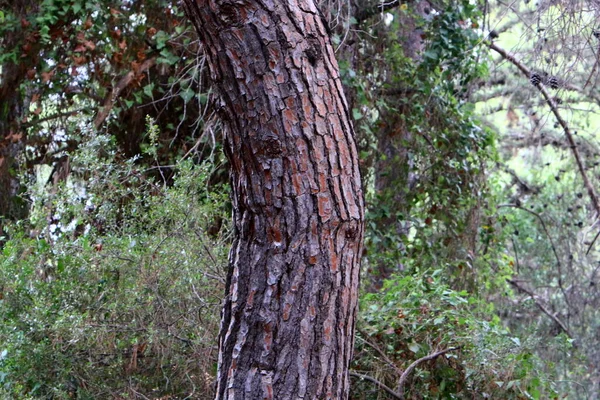 Tekstura Drzewa Kory Pniu Drzewa Miejskim Parku Izraelu Streszczenie Tła — Zdjęcie stockowe