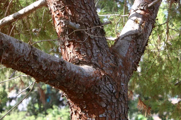 Struktur Eines Baumes Und Rinde Auf Einem Baumstamm Einem Stadtpark — Stockfoto